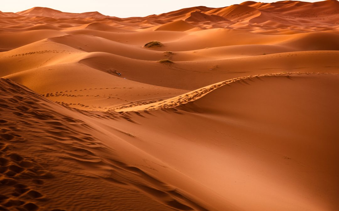 La faune du désert marocain
